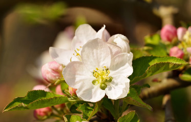Fototapeta na wymiar Fruit tree in bloom
