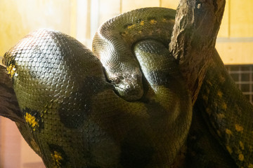 anaconda 