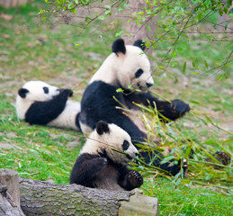Obraz na płótnie Canvas Mother giant panda bear and cubs eating bamboo together