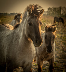 Wild Polish Konik Horses