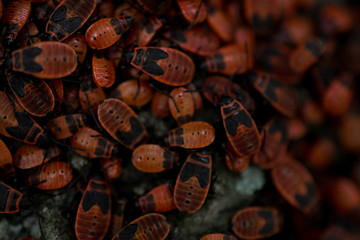 Bedbug-soldiers on a tree trunk, red-black beetle, super macro mode