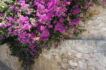 Steinmauer mit lila Blumen