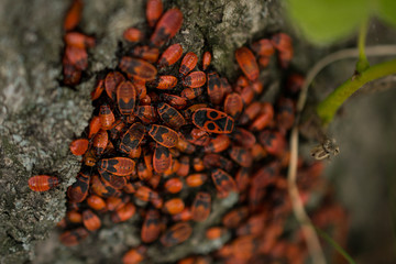 Bedbug-soldiers on a tree trunk, red-black beetle, super macro mode
