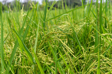 Campo de arroz verde