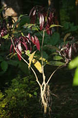 A Plant having red leaves facing the sunlight.
