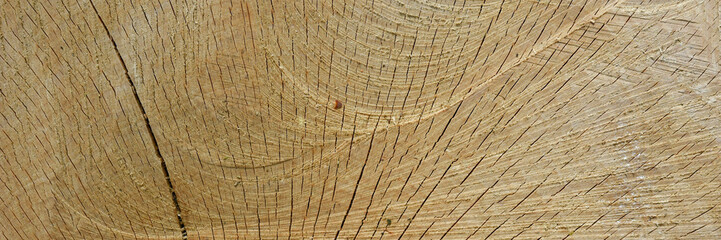 Fototapeta premium Beech wood texture