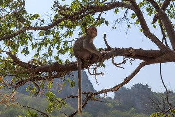 Mono en el árbol 