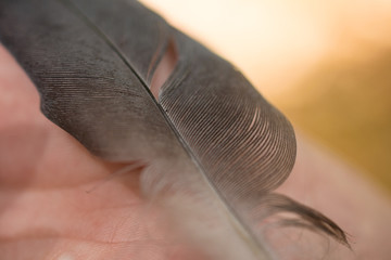 bird feather
