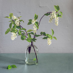 Bouquet of spring bird cherry branches with flowers and young leaves. Still life. Minimalism.