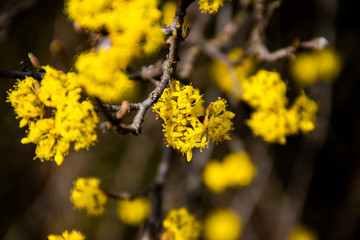 close-up of a yellow dogwood