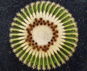 Golden Ball Cactus (Specie: Echinocactus grusonii. Family: Cactaceae) Original from Central Mexico.
