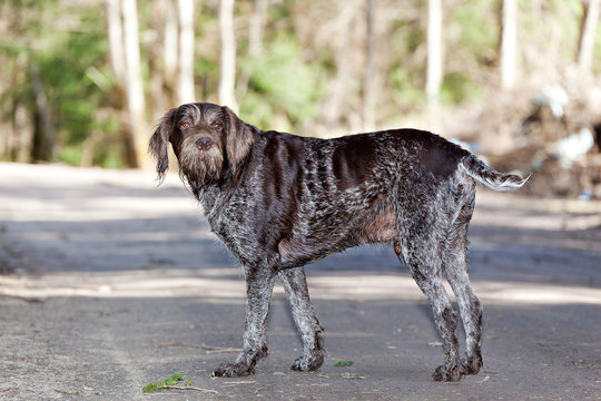 Dog German Wirehaired pointer stands on road on sunny day