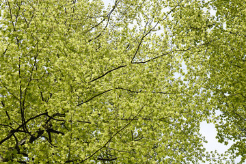 green leaves on a branch