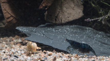 Aquarium shrimp  Tangerine Tiger,  Caridina serrata 