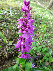 Fototapeta premium wild orchids in Germany in spring in a forest