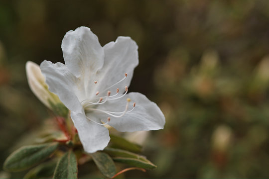 Rodonea Bilder Durchsuchen 7,529 Archivfotos, und