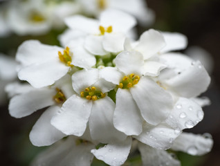 Fototapeta na wymiar Close-up of white flower with raindrops (Iberis sempervirens - 