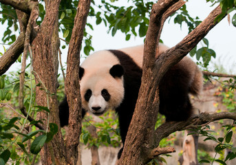 Cute giant panda bear