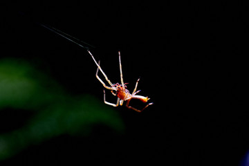 Spider in web at the sunlight