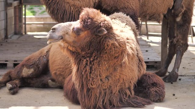 In the zoo. Close-up. The Bactrian camel. Hairy camel lies quietly