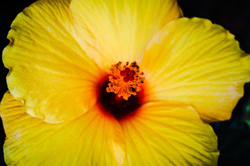 yellow flower on black background