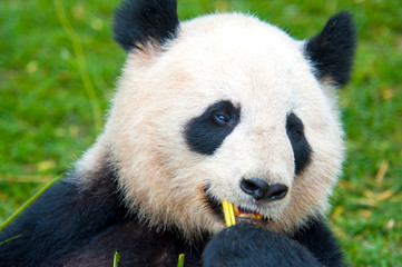 Obraz premium giant panda eating bamboo
