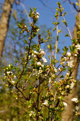 Fruit tree in bloom