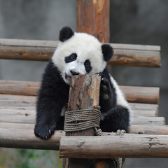 Obraz premium Playful giant panda cub