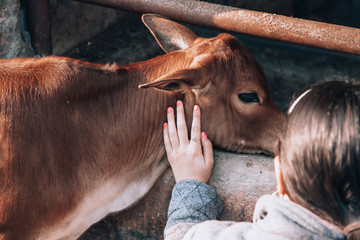teen girl stroking a calf on a eco-friendly dairy farm. lifestyle.