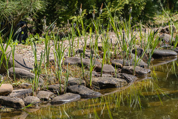 Blooming sedge Carex nigra (Carex melanostachya) Black or ordinary sedge on banks of pond. Huge boulders on shore. Evergreen landscaped garden. Fluffy yellow hats on black sedge.  Spring design
