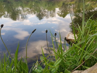 reeds in the water