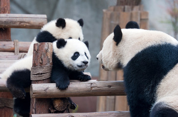 Giant panda bear family