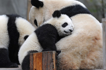 Baby panda bear and mother panda bear together - 340655891