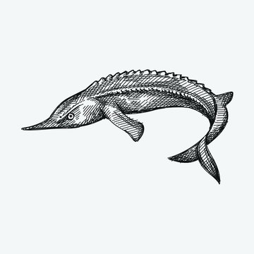 Hand-drawn sketch of ossetra fish on a white background. Ossetra caviar. Acipenser caviar