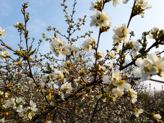 cherry tree blossom