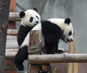 Two playful giant panda cubs