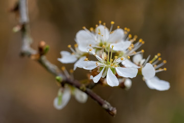 Cherry blossom in spring. White cherry blossom