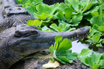 Tête d'un Faux-Gavial d'Afrique