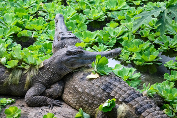 Faux-Gavial d'Afrique