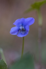 Wild flowers of blue color. Blue iris flowers. Blue flower in the garden