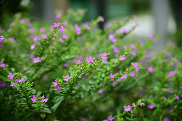 Cuphea hookeriana flower, a Cuphea plant. Macro shot.