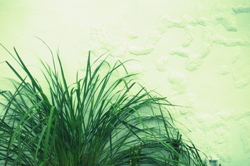 Plant in front of a patched wall.
