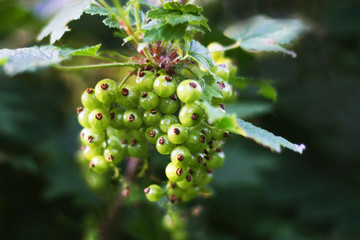 Green currant.