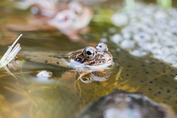 Frosch im Teich
