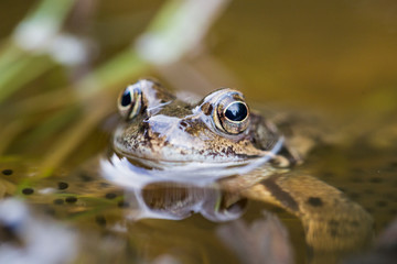 Frosch im Teich