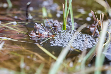 Froschlaichen im Teich