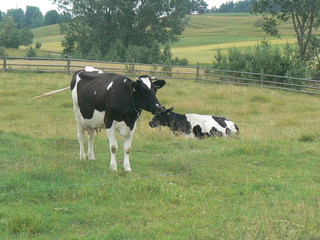 polska krowa © Dariusz