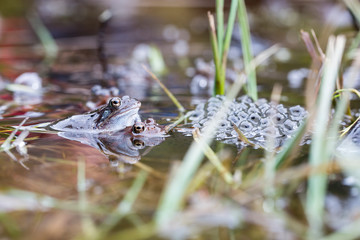 Froschlaichen im Teich