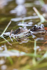Frösche im Teich