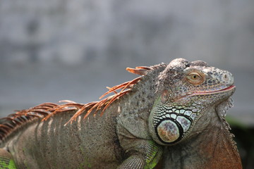 close up of iguana